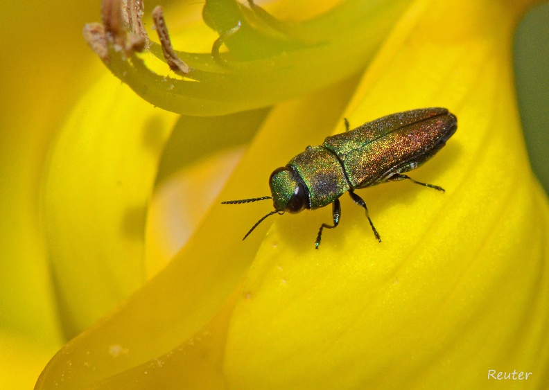 Schafgarben-Eckschildprachtkäfer (Anthaxia millefolii)